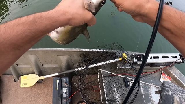 Fishing - Gulp Minnow  (What Does It Catch?)