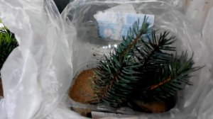 Укоренение черенков ели (3- ех видов) в песке.