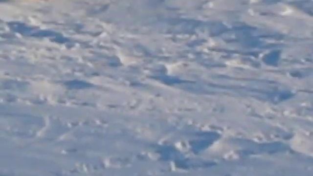 Лайка поймала песца в тундре. Западно сибирские лайки. смотреть онлайн