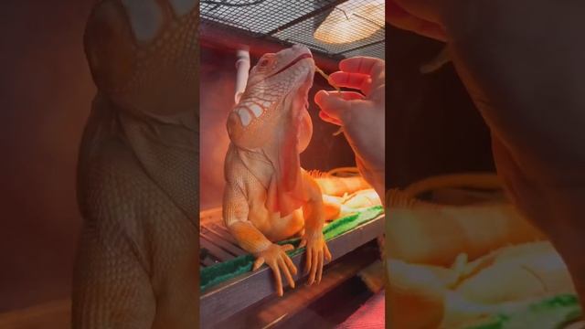 Dragon’s lunch ? #iguana #lizard #reptile #dragon #orange смотреть онлайн