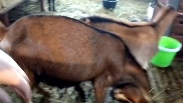 Коза вертит головой⚡⚡//Причины и как ей помочь!