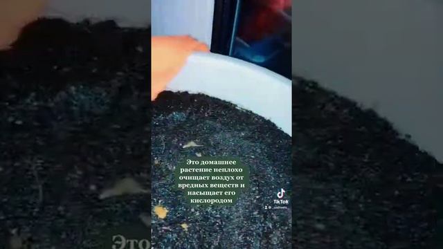 Можно ли держать дома фикус? смотреть онлайн