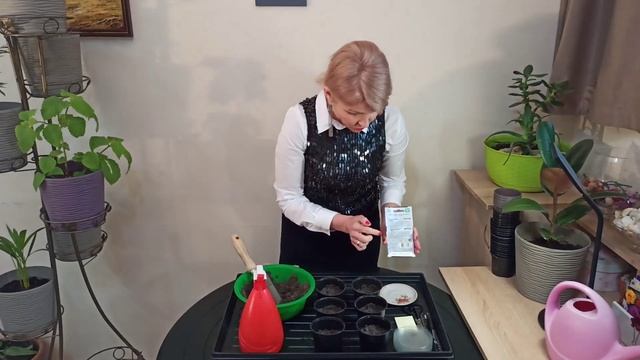 Как сеять флоксы смотреть онлайн