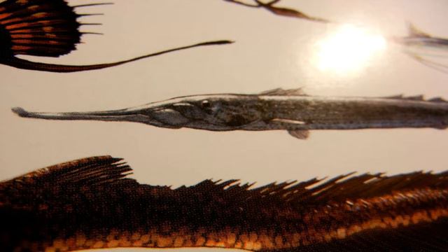 "Остров Черепа" - Копье или Аклис (Aclys festinus) смотреть онлайн