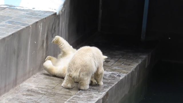 Герда сбежала от медвежат, а они устроили поваляшки 24.05.19 смотреть онлайн