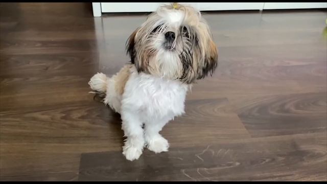 Ши- Тцу самая древняя порода собак. смотреть онлайн