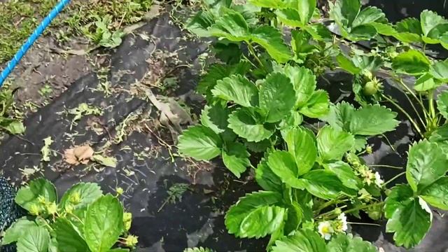 Краткий обзор сортов клубники:Сандра, Брилла, Ариана, Азия, Сибилла, Саппоро, Сенди,Набила.12.06.21 смотреть онлайн