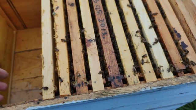 Улей ЛЕЖАК изоляция маток расширения как готовлю улей лежак под мёд???? смотреть онлайн