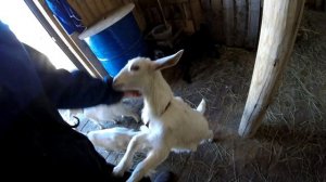 Пол и вентиляция в козлятнике