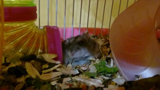 Хомяк зевает / Hamster yawns смотреть онлайн