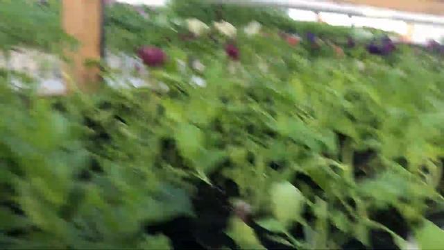 Рассада 2021 уже в продаже смотреть онлайн