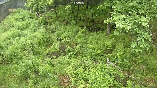 Амур и Уссури, козий дворик. 31 мая. День смотреть онлайн