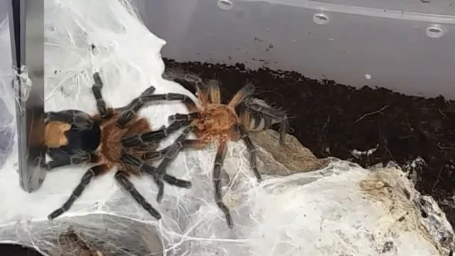 Мои пауки-птицееды и эублефары!) смотреть онлайн