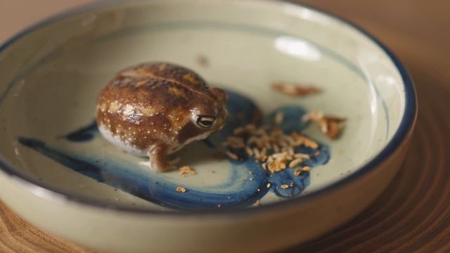 Potato Fairy Eats Termites. смотреть онлайн