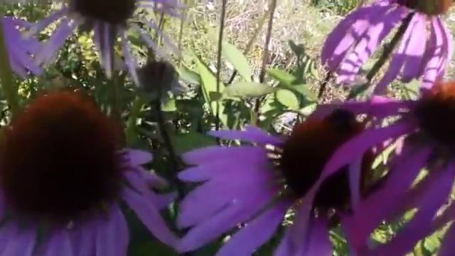 эхинацея пурпурная многолетний медонос смотреть онлайн