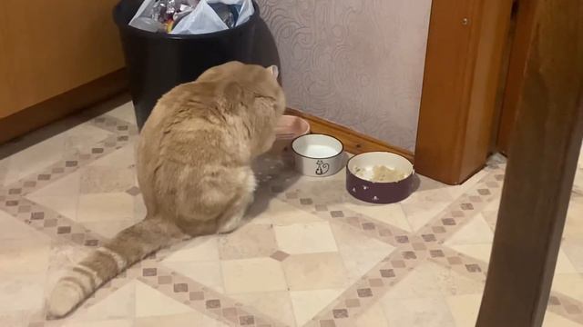 Наша кошка любит кушать молоко руками -лапкой ! смотреть онлайн