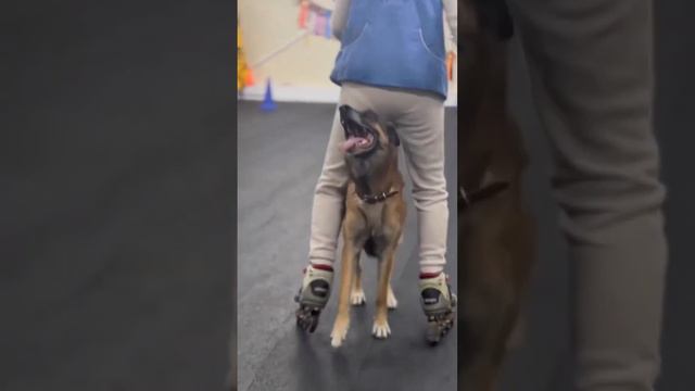 Учёный пёс. Танцы с собаками. Малинуа Илим Ян и роликовые коньки. Iqdog.ru