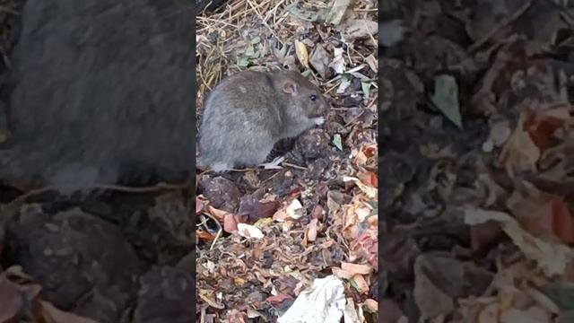 Крыса кушает в високосный 2020 год Крысы( по китайскому календарю) смотреть онлайн