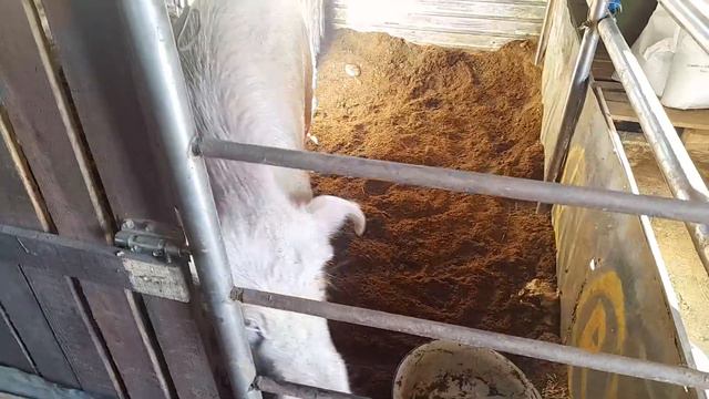 Анубис растет смотреть онлайн