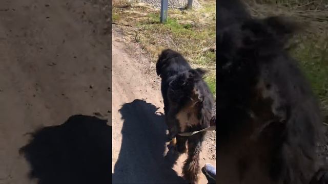 Кинолог. ОКД. Дрессировка тибетского мастифа. Часть-1