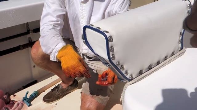 Parasites Found Inside of a Wahoo Fish смотреть онлайн