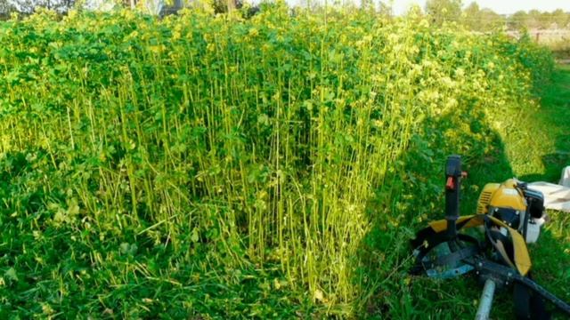 Как улучшить глинистую почву, чтобы все росло как на черноземе: 5 идеальных разрыхлителей смотреть онлайн