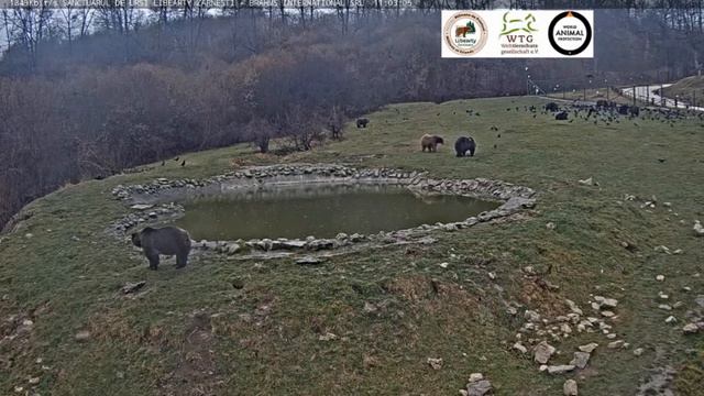 Мишки после принятия пищи.Появилась тройка мишек.Светлый с подружкой #Медведи#Поляна#Румыния смотреть онлайн