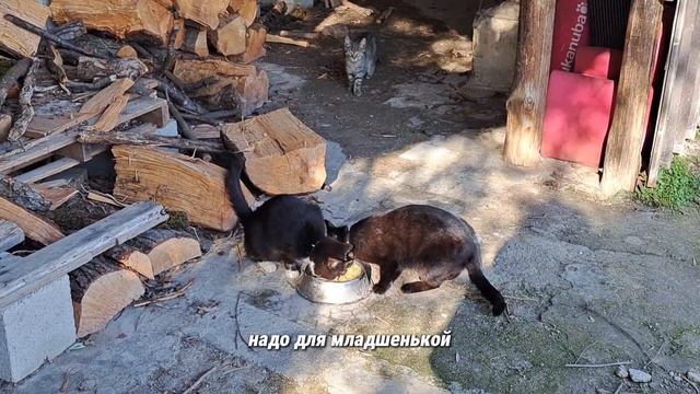 🇮🇹Утро. Кошки. Такелажка. Обзор съёмной квартиры. На ресницы. смотреть онлайн