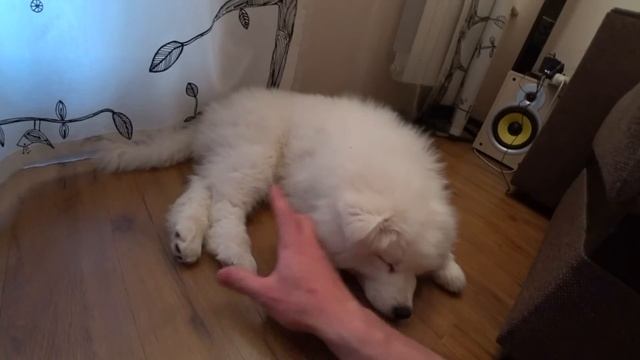 САМОЕД | МОЯ СОБАКА ПОРОДЫ САМОЕД | ПОДАРИЛ ЩЕНКА | ПЕРВЫЕ ВПЕЧАТЛЕНИЯ смотреть онлайн