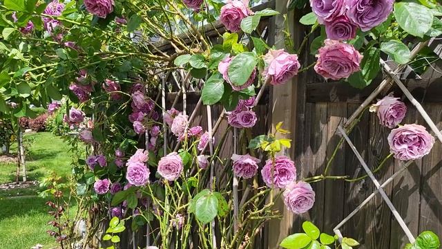 Quicksilver Rose-#rose смотреть онлайн