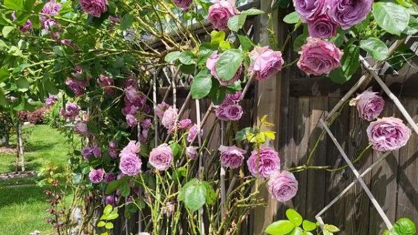 Quicksilver Rose-#rose