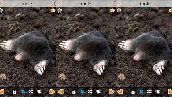 Learning Wild Animals Zoo Animals Farm Animals For Toddlers Learn Animals Names ABC Song