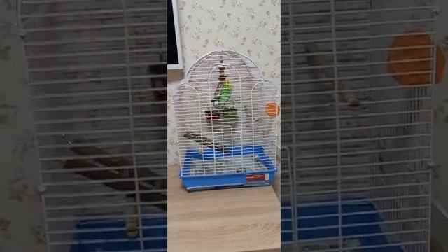 Обзор клетки попугая смотреть онлайн