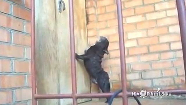 Открой дверь! смотреть онлайн