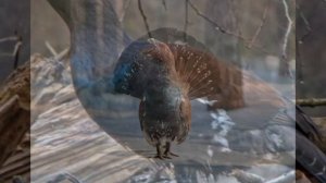 Глухарь. Пение Глухаря в лесу.