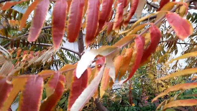 Сумах / Сумах оленерогий / Сумах пушистый / Уксусное дерево / Rhus typhina смотреть онлайн