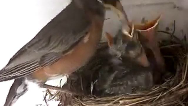 Robins Feed Chicks In Nest (4of7)