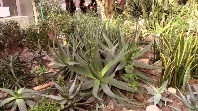 Кактусы и суккуленты в ботаническом саду Донецк смотреть онлайн