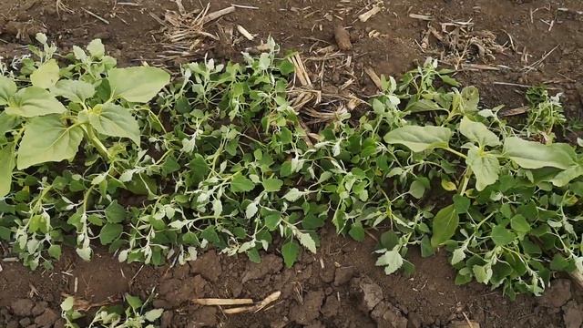 порівняння геліантекс VS гранстар на соняшнику Саксон Эліта Селект