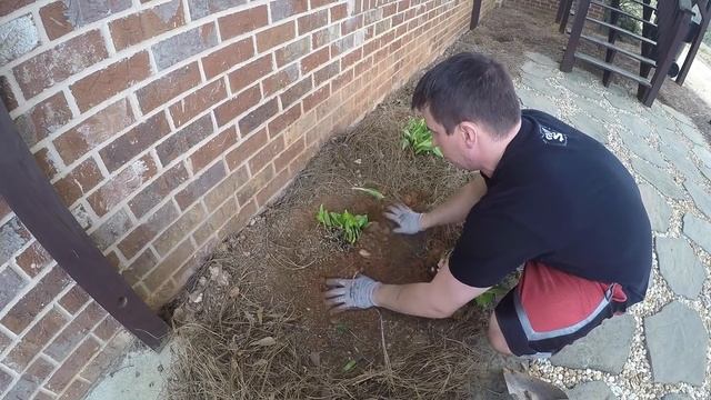 How To: Split or Divide and Transplant Hostas смотреть онлайн