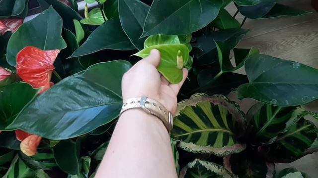 Комнатные цветы. Новое поступление 15июня 2020г. Новинки.Аглаонемы, Антуриумы, Калатеи, Орхидеи и д