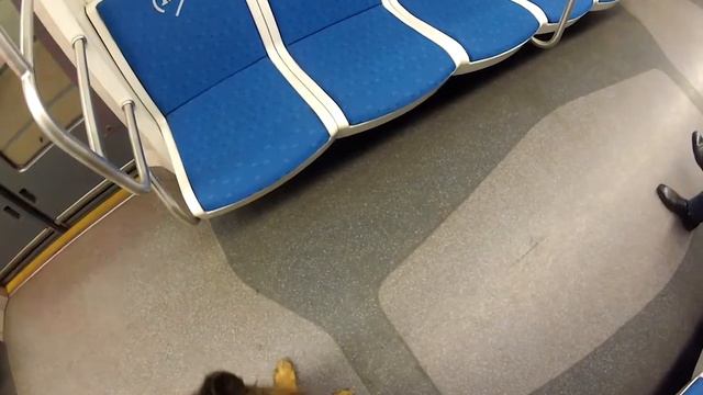 работа собаки по запаху - общественный транспорт смотреть онлайн