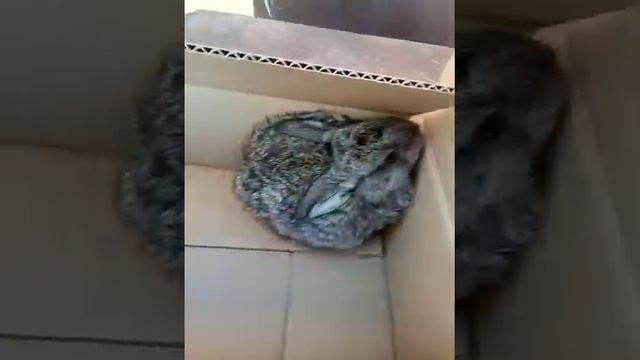 Купил нового кролика порода Серый Великан! смотреть онлайн