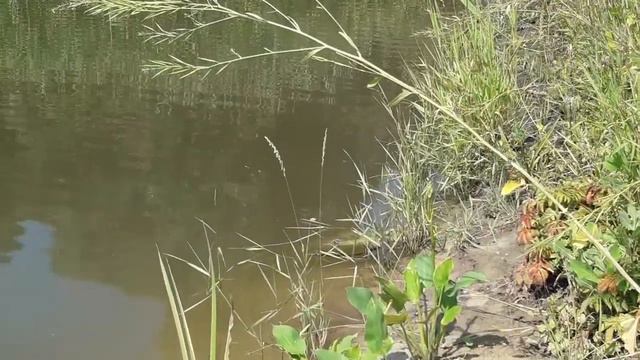 Пермакультурный биоценоз: растения + дикие животные. Природосообразная здравая жизнь на земле. смотреть онлайн