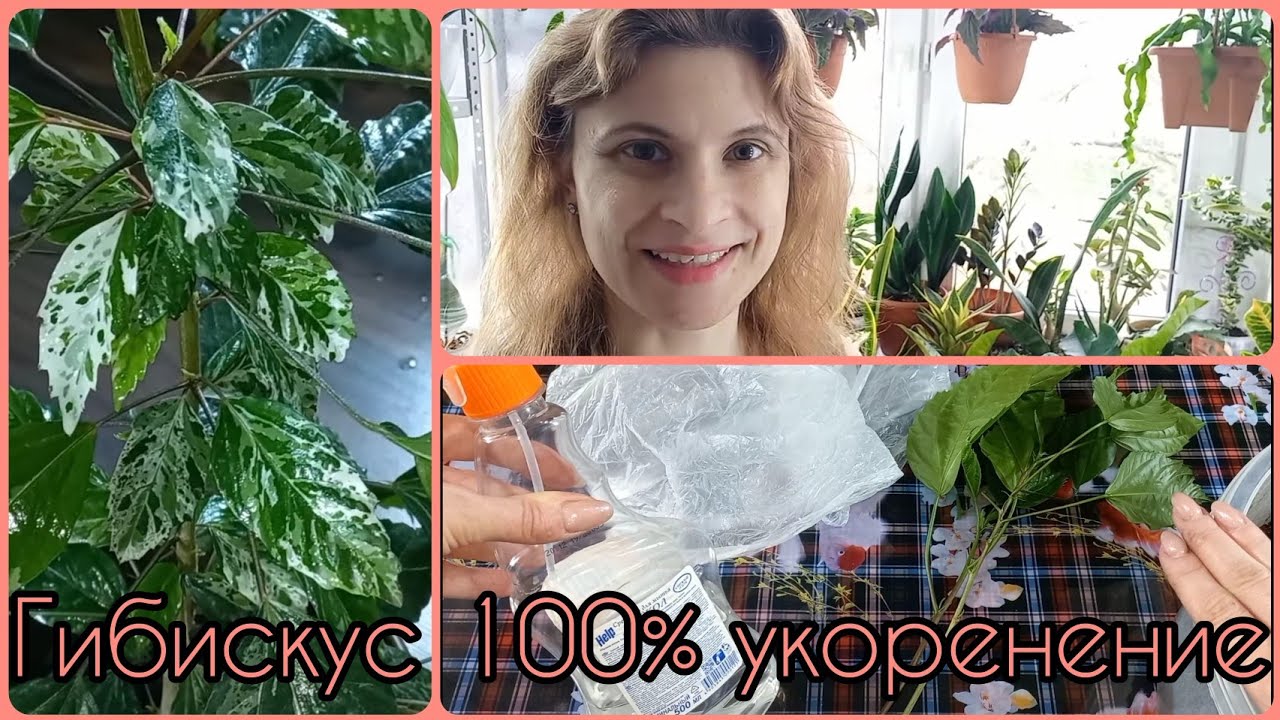 Гибискус Снежная Королева?Возврат вариегатности за 41 день?100% результат укоренения?Размножение