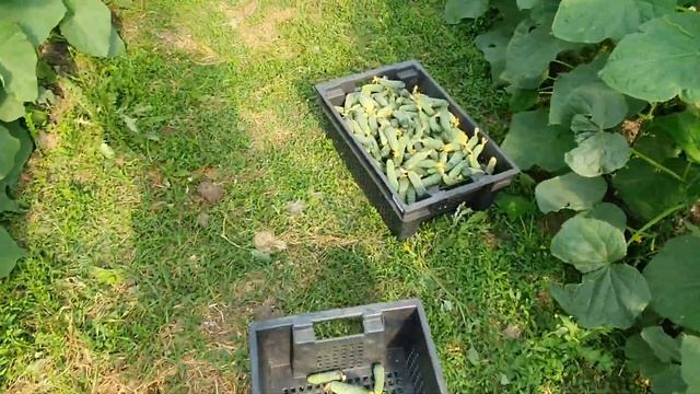 Радифарм. Фунгициды от Пероноспороза. Сбор огурца. смотреть онлайн