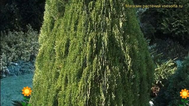 Плосковеточник восточный Юстина. Краткий обзор, описание platycladus orientalis Justyna смотреть онлайн