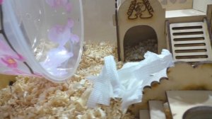 НОВЫЙ ПИТОМЕЦ / КУПИЛА ХОМЯКА / новые хомки на канале Alisa Easy Pets