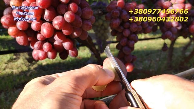 Сон Анжелики смотреть онлайн