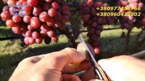 Сон Анжелики